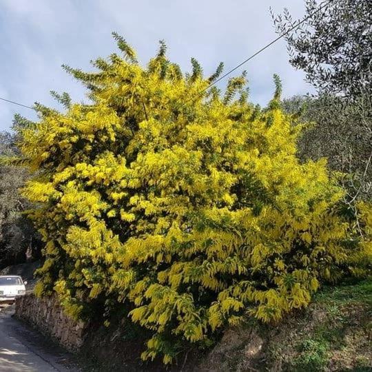 Spiti Melianou Daire Agios Georgios Pagon Dış mekan fotoğraf